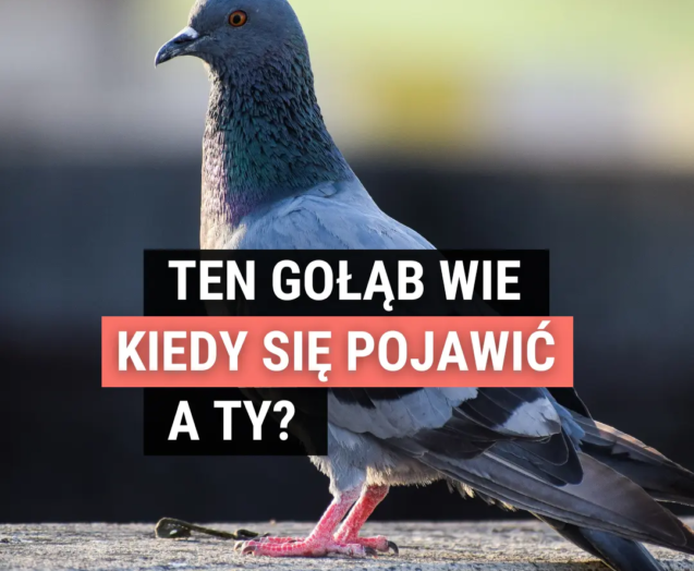 Kiedy najlepiej publikować na Facebooku i Instagramie?